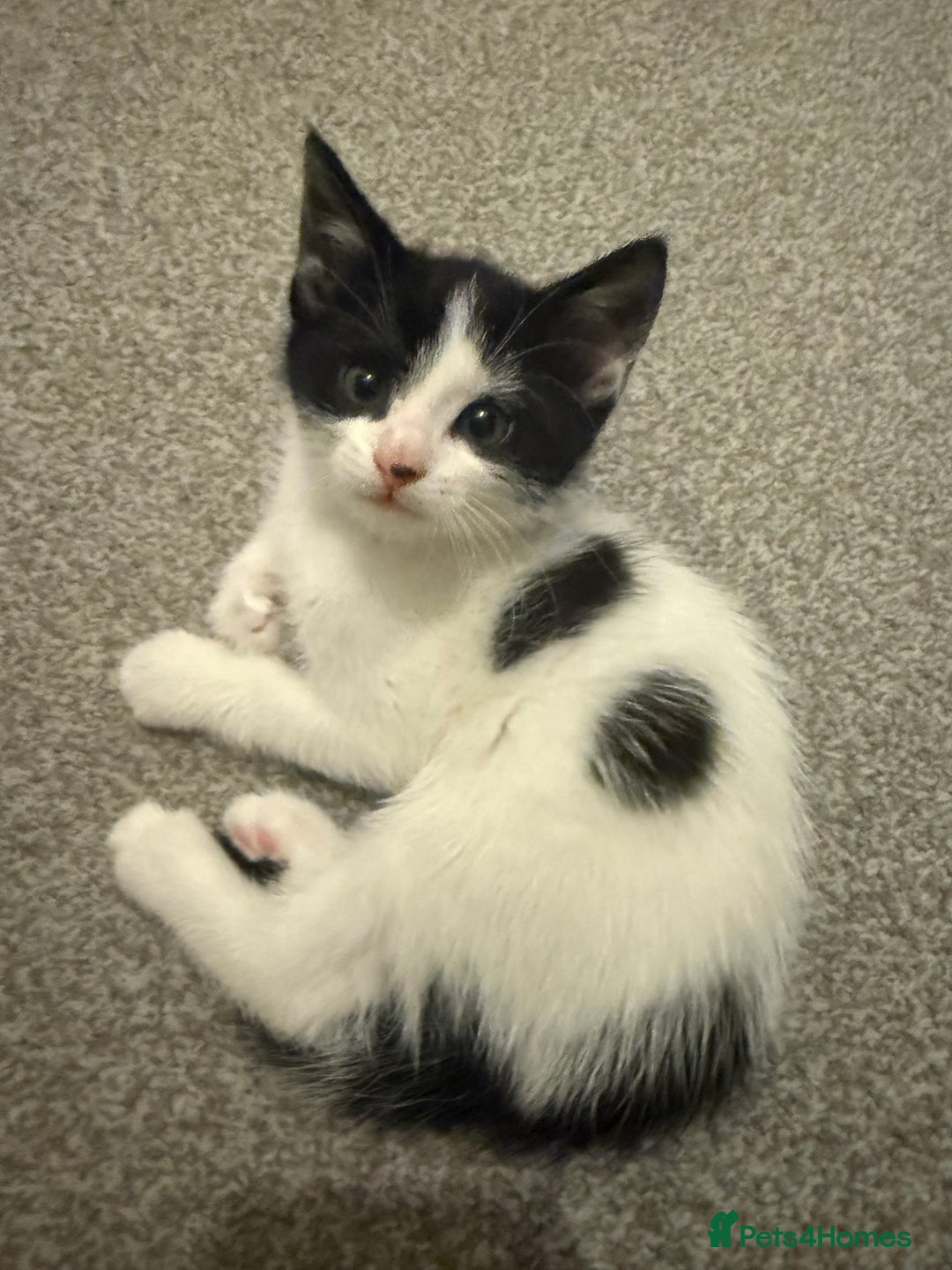 Domestic Shorthair cats for sale: 5 Playful Tuxedo & Black Kittens – Ready Now - Image 2