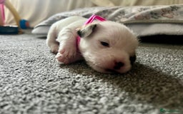 Mixed Breed dogs for sale: beautiful jack-Tzu puppies  - Image 4