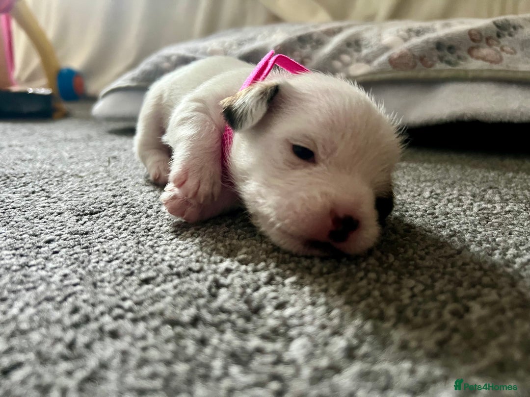Mixed Breed dogs for sale: beautiful jack-Tzu puppies  - Image 4