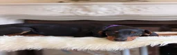 Dobermann dogs for sale: READY NOW- Outstanding KC Dobermann Pups🇧🇷 - Advert 23