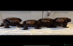 Cocker Spaniel dogs for sale: 🐾✨outstanding  cocker spaniel puppies 🐾✨ - Image 3