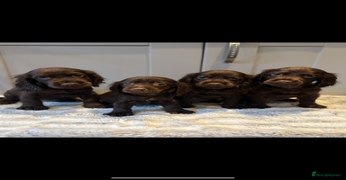 Cocker Spaniel dogs - Advert 15