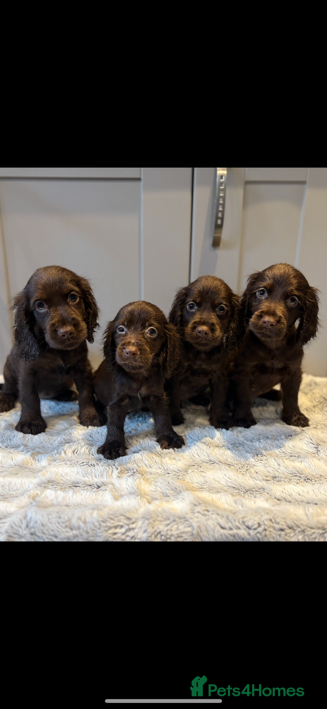Cocker Spaniel dogs for sale: 🐾✨outstanding  cocker spaniel puppies 🐾✨ - Image 3