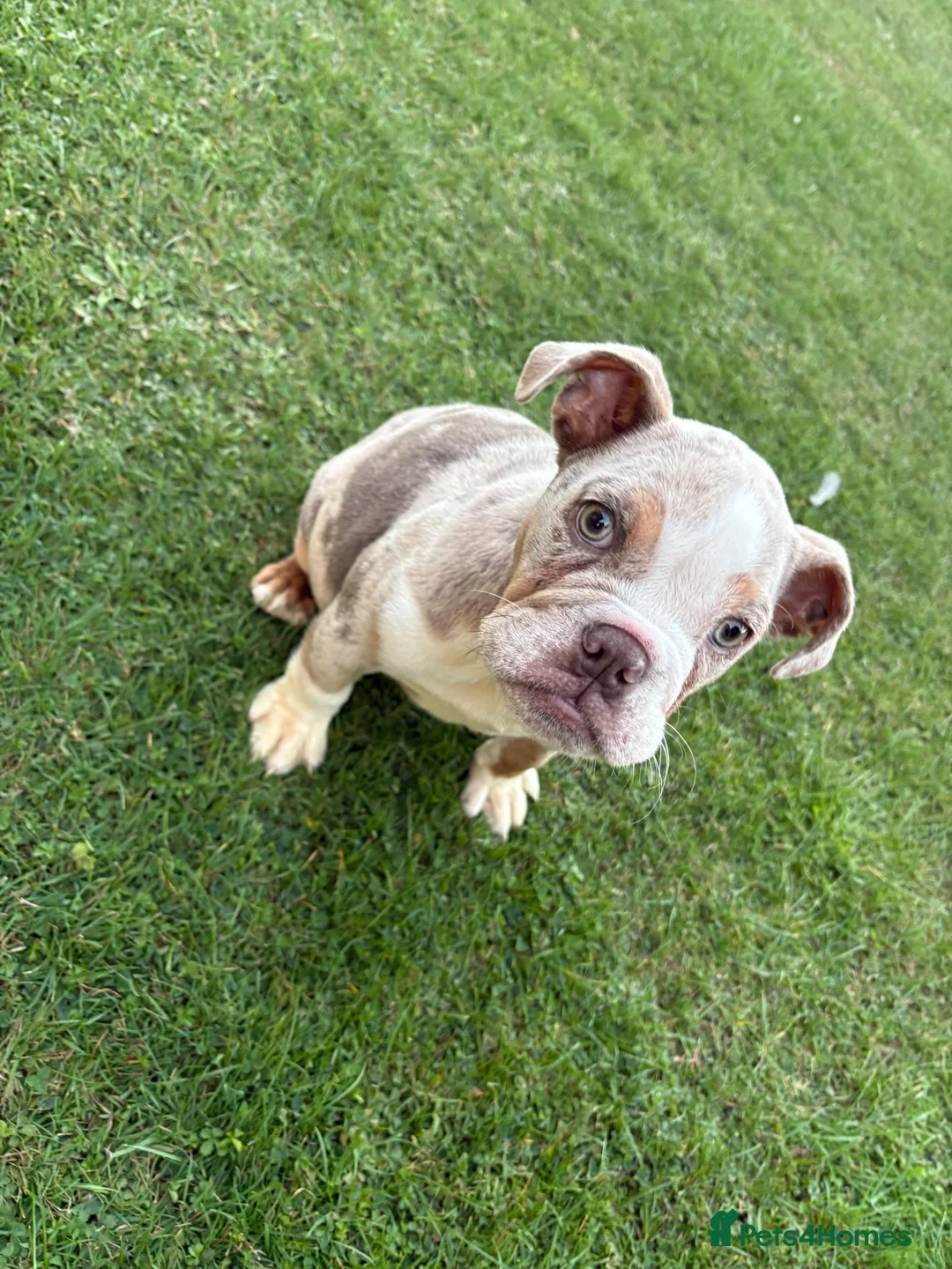 English Bulldog dogs for sale: English bulldog - Advert 6