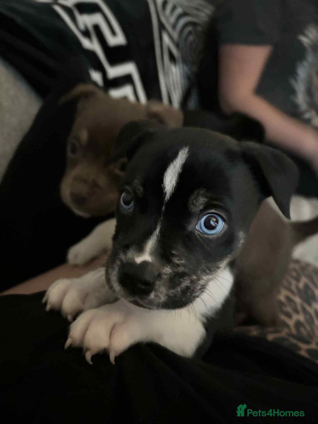 Mixed Breed dogs for sale: 1 male , American bulldog x husky  - Advert 1