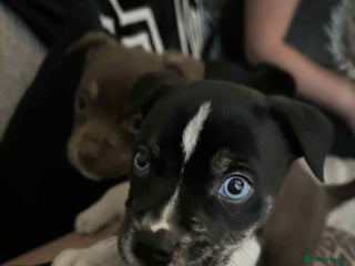 Mixed Breed dogs 1 male , American bulldog x husky - Advert 4