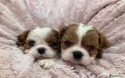 Cavalier King Charles Spaniel dogs for sale: Cavalier King Charles Spaniel Puppies - Image 2