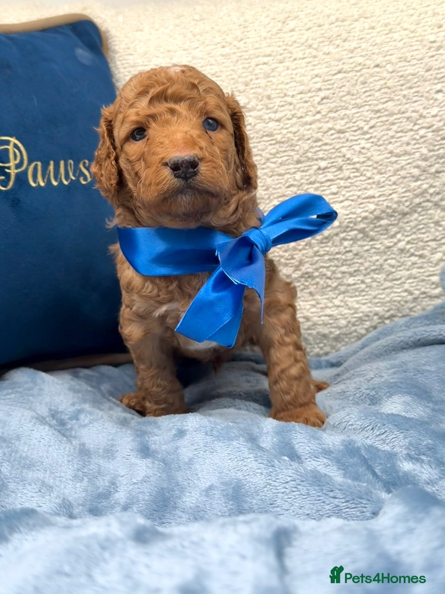 Mixed Breed dogs for sale: 🐾double doodles have arrived 🐾 - Advert 4