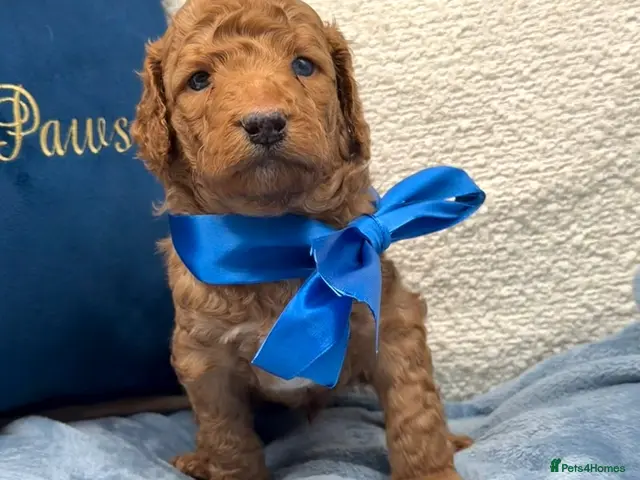 Mixed Breed dogs for sale: 🐾double doodles have arrived 🐾 - Advert 4