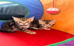 Bengal cats for sale: Snow Lynx, Marble & Brown Rosette Bengals - Image 2