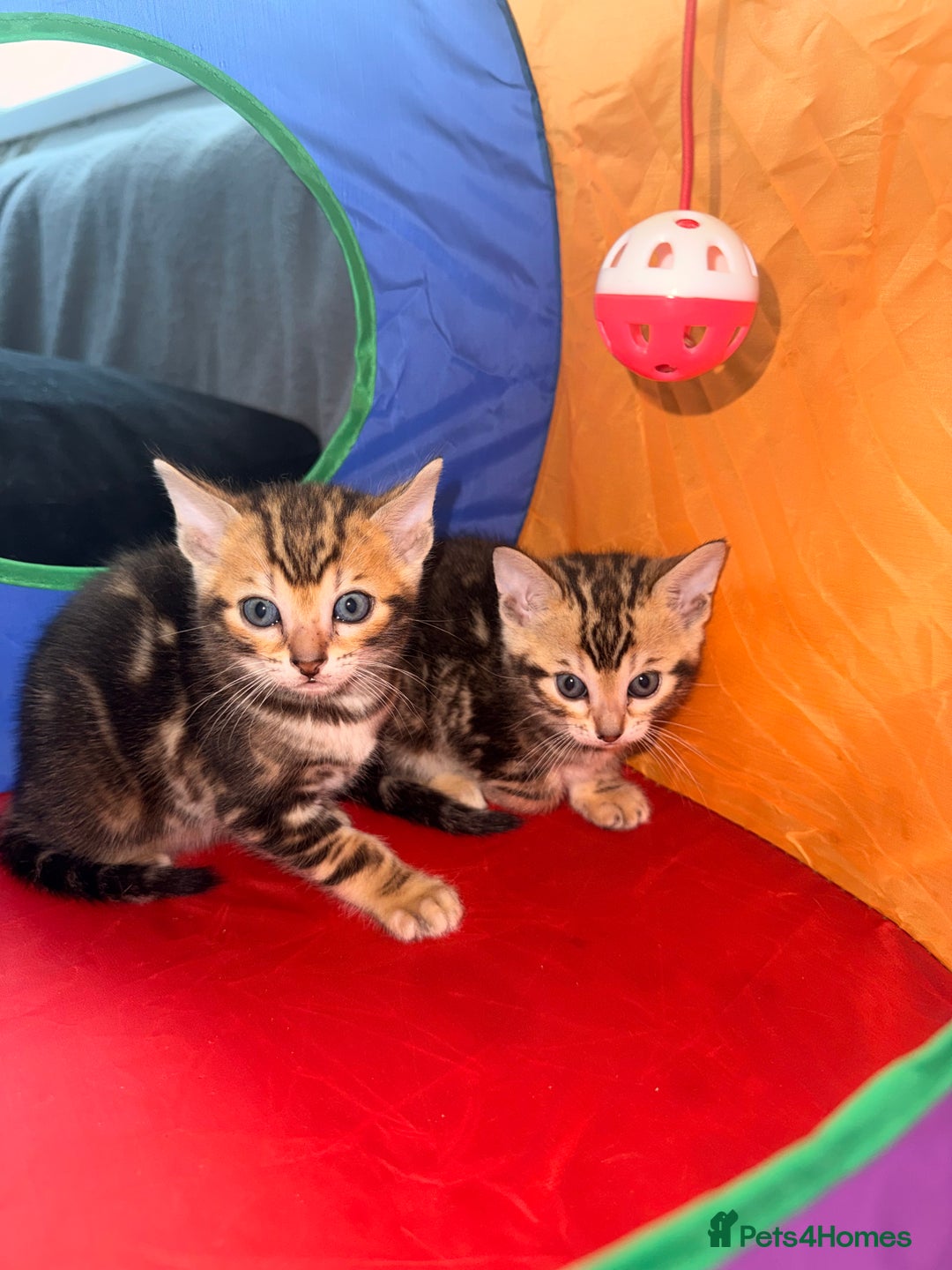 Bengal cats for sale: Snow Lynx, Marble & Brown Rosette Bengals - Image 2
