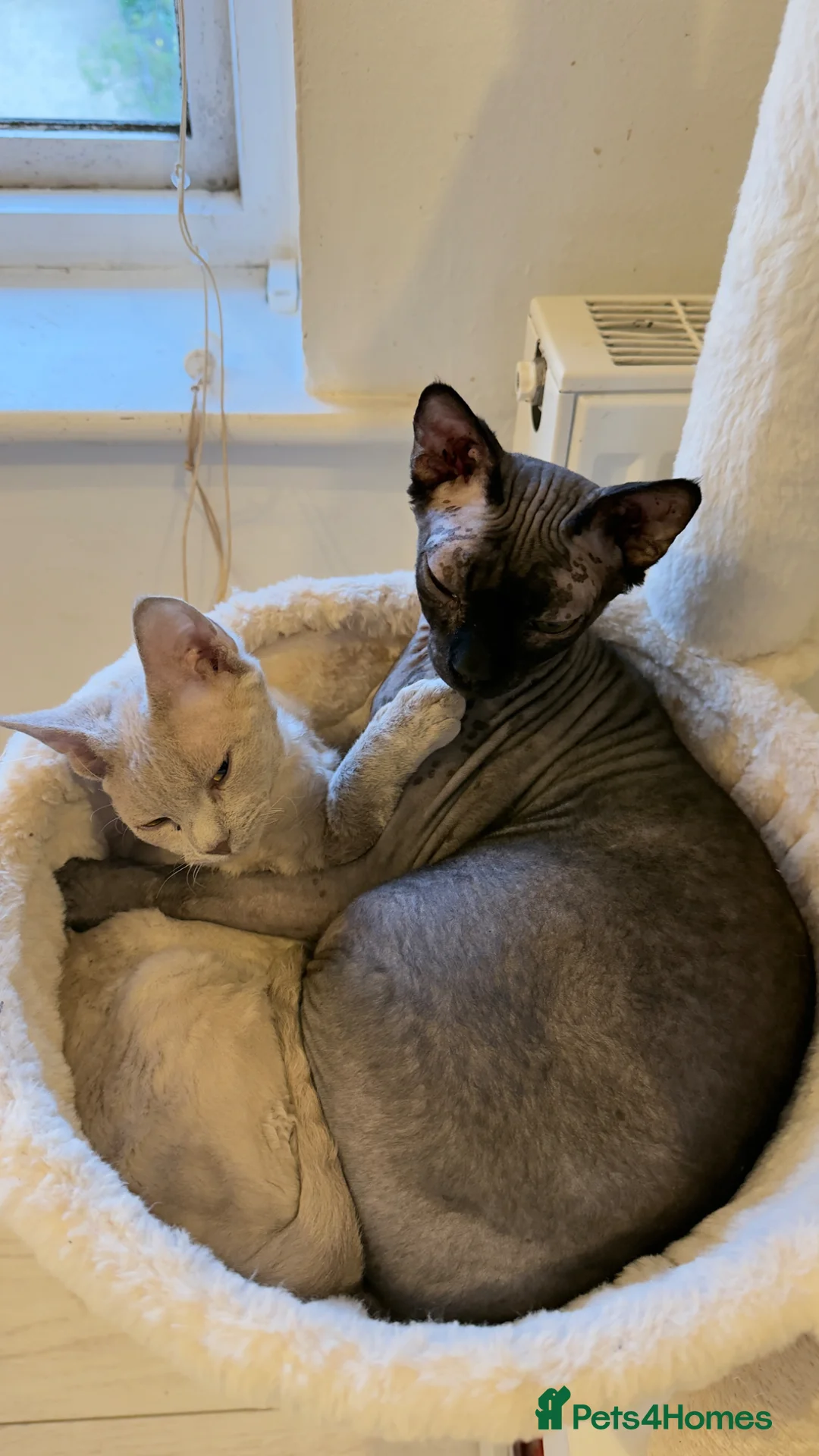 Devon Rex cats for sale: Beautiful pedigree lilac Devon Rex girl  - Advert 2