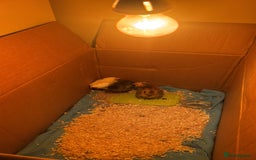 Chickens poultry for sale: Baby chicks  - Image 2