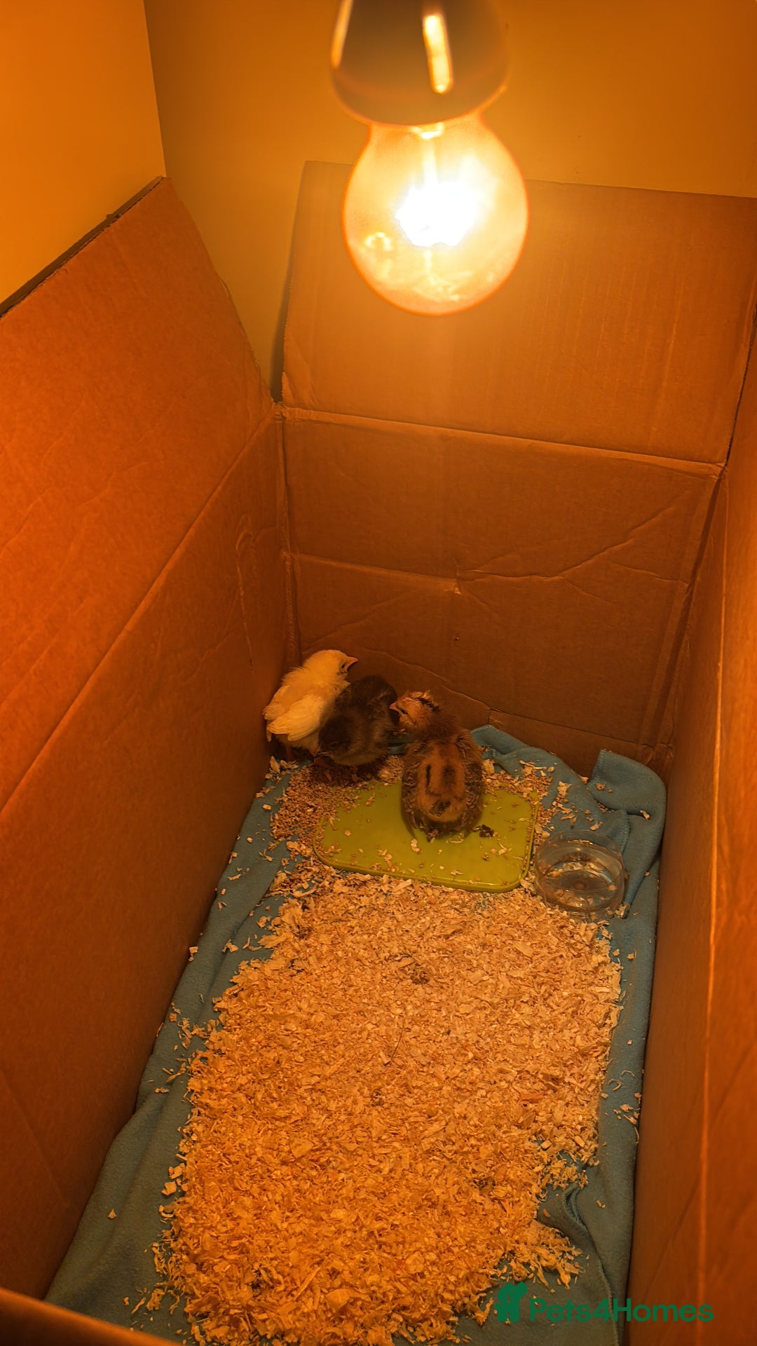 Chickens poultry for sale: Baby chicks  - Image 2