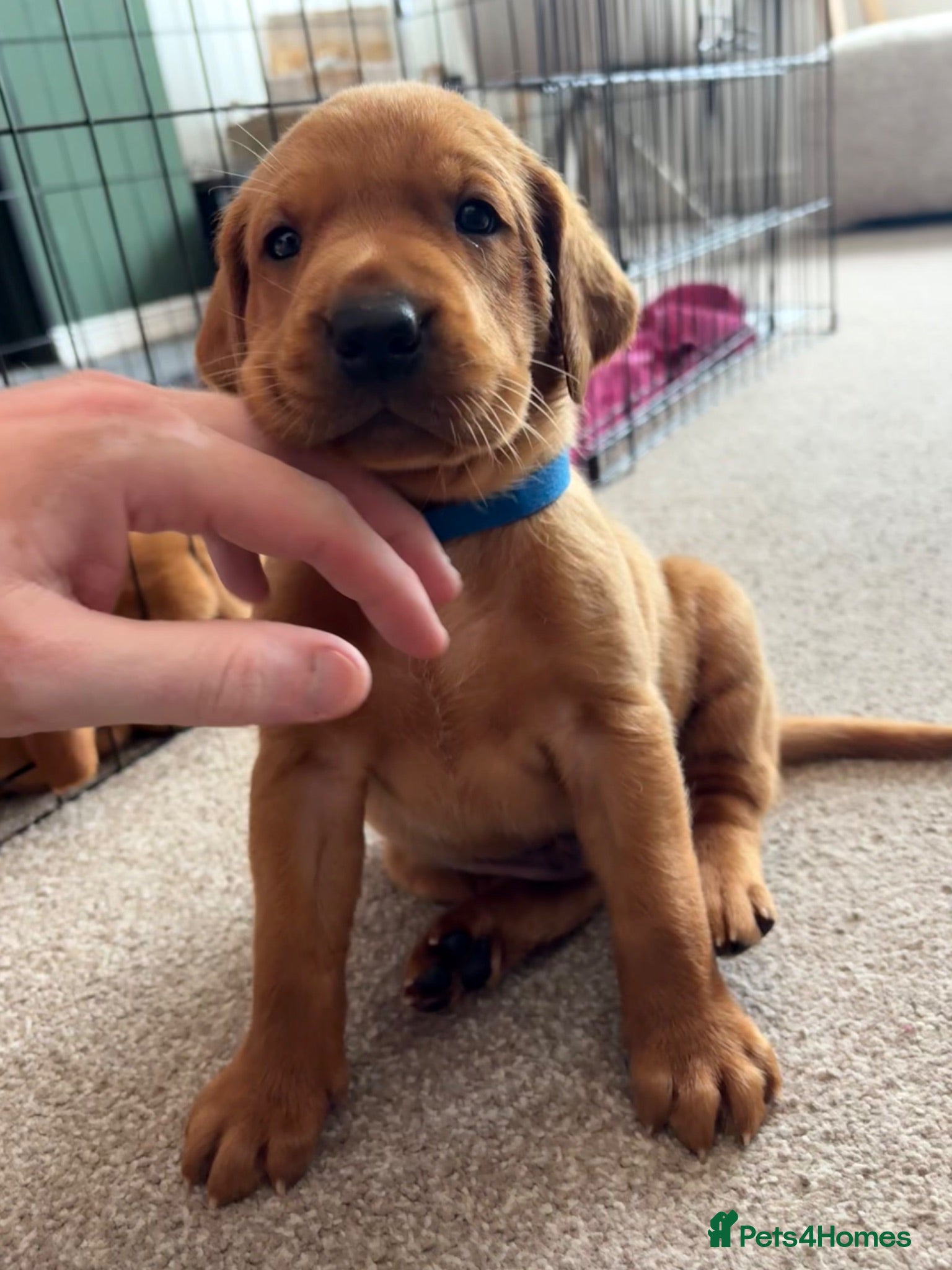 Labrador Retriever dogs Fox Red Working Labrador Retriever puppies - Advert 1