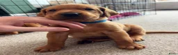 Labrador Retriever dogs for sale: Stunning Fox Red Working Labrador Retriever  in Bolton - Advert 30
