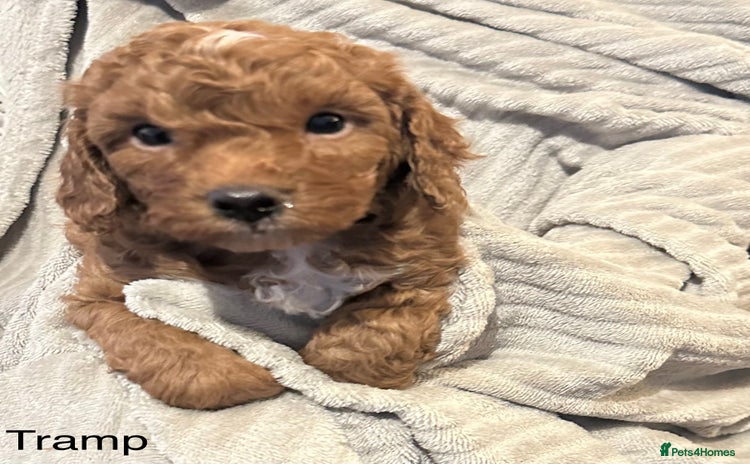 Cavapoo dogs 6 week old Beautiful Red F1BB Cavapoo Puppies  - Advert 15