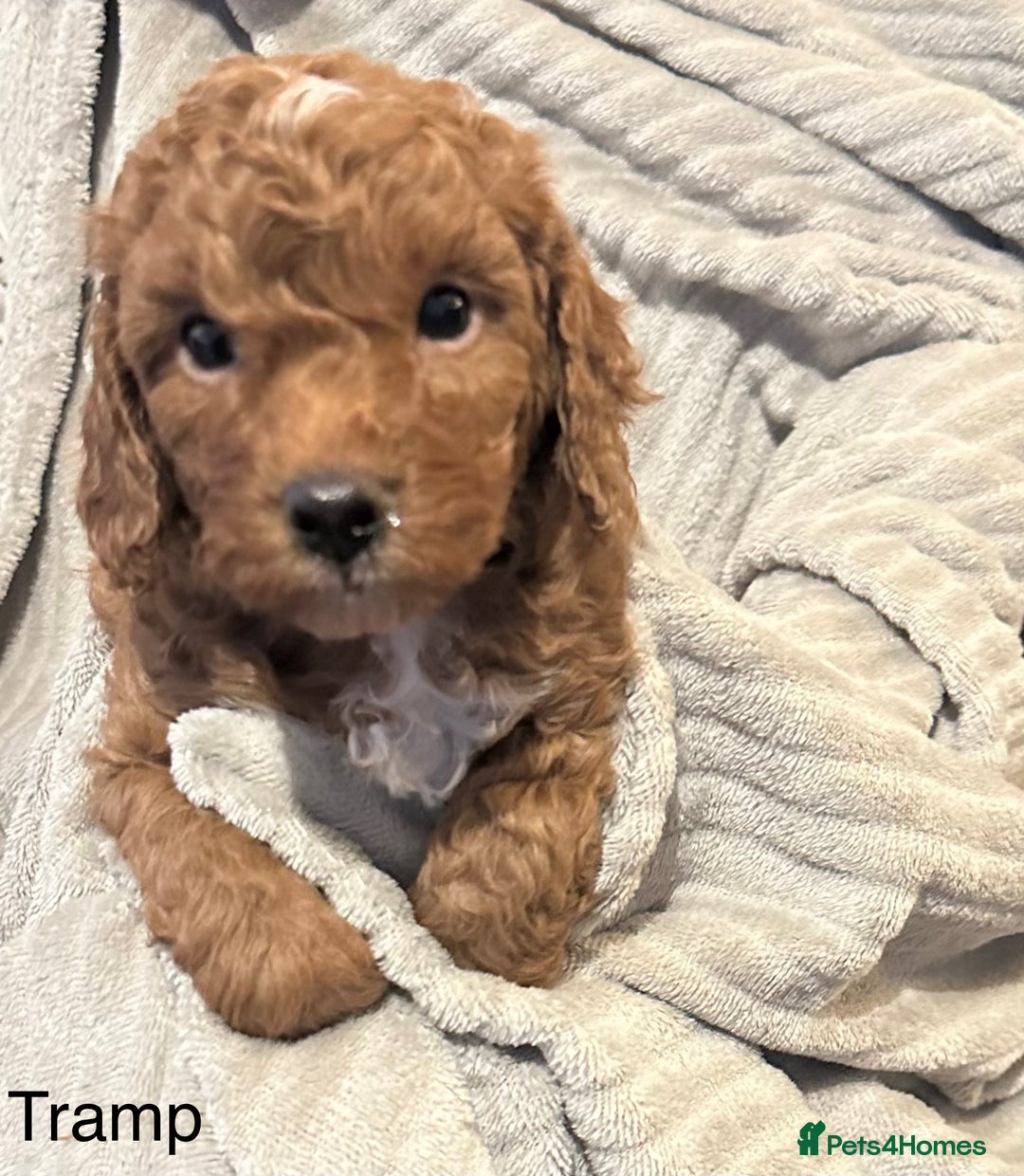Cavapoo dogs for sale: 1 boy left! Ready 11th December Red F1BB Cavapoo   - Advert 1