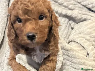 Cavapoo dogs 1 boy left! Ready 11th December Red F1BB Cavapoo - Advert 5