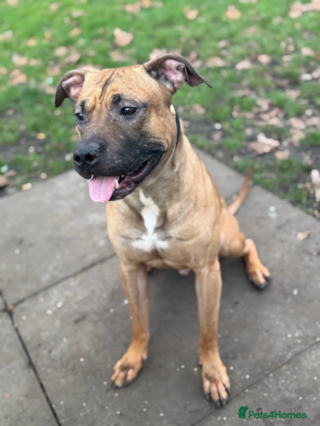 American Bull Staffy dogs for stud: Creed x karma  - Advert 3