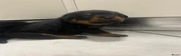 Rottweiler dogs for sale: KC Registered Rottweiler Puppies - Advert 30