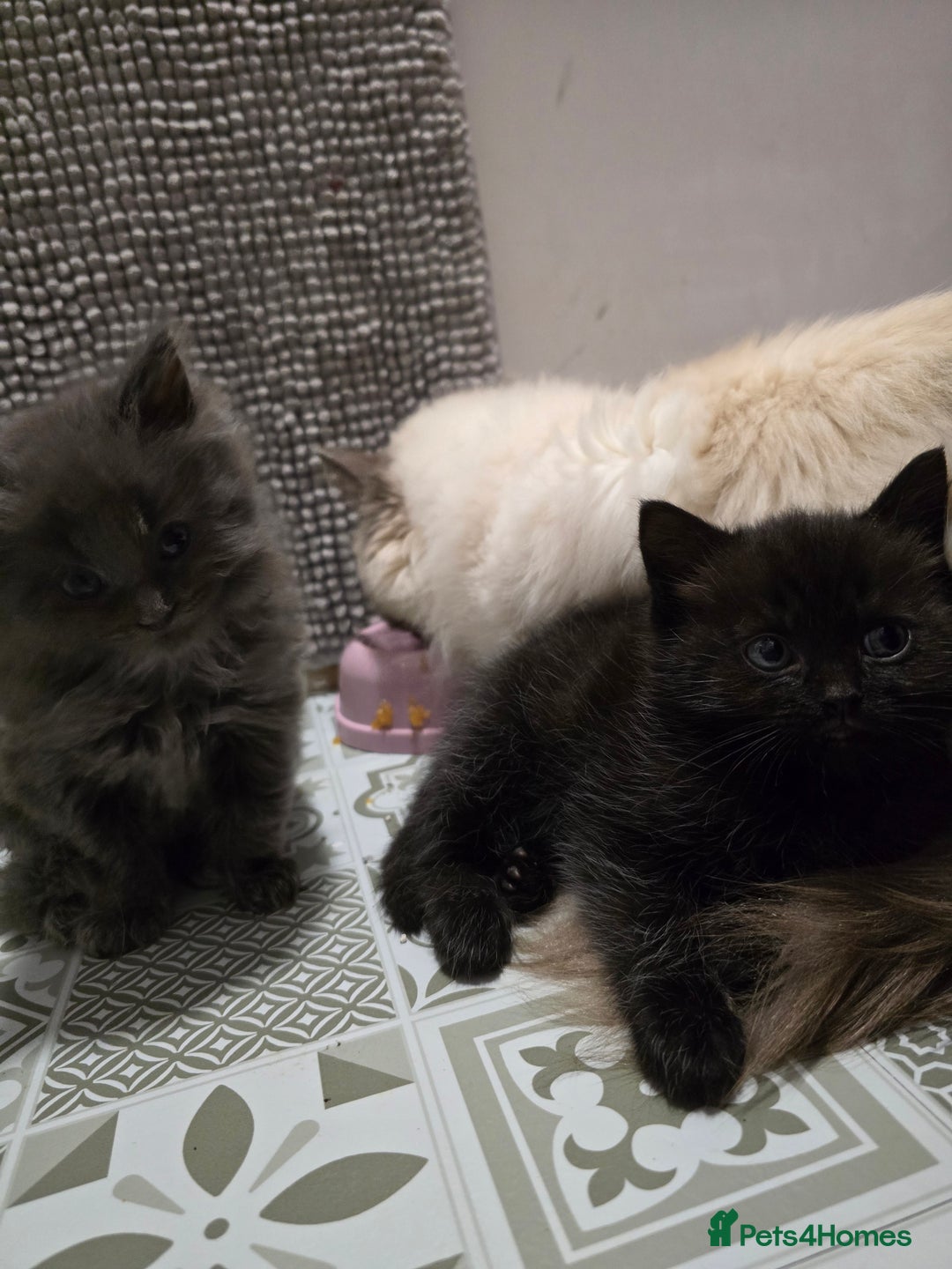 Ragdoll cats for sale: Gorgeous half ragdolls - Advert 9