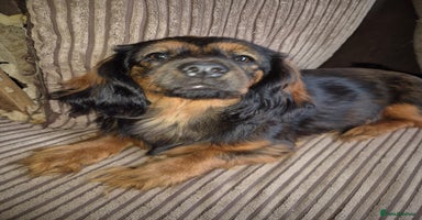 Mixed Breed dogs - Advert 2