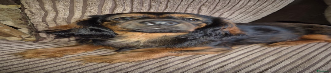 Mixed Breed Puppy 5
