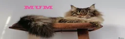 Maine Coon cats for sale: CHAMPION LINE MAINE COON KITTENS  - Advert 1