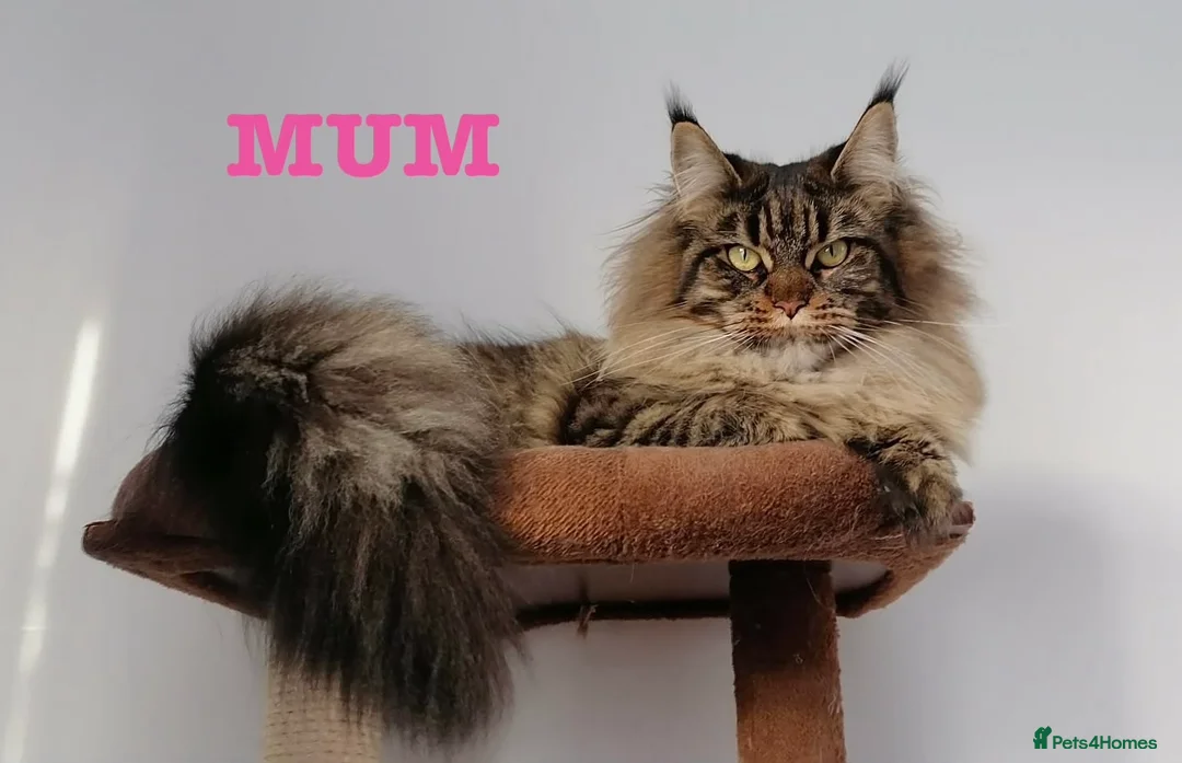Maine Coon cats for sale: CHAMPION LINE MAINE COON KITTENS  - Advert 1
