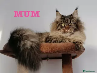 Maine Coon cats CHAMPION LINE MAINE COON KITTENS - Advert 16