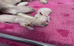 Golden Retriever dogs for sale: KC Fully health tested Golden retriever puppies - Image 15