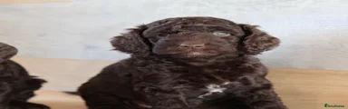 Coca