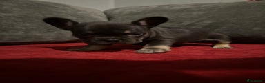 French Bulldog Puppy 4
