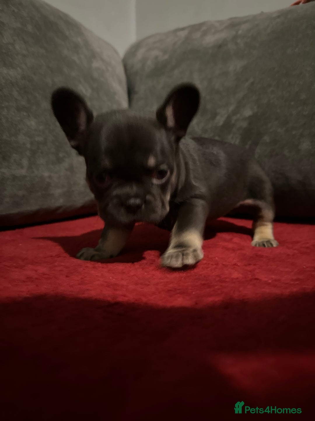 French Bulldog dogs for sale: Beautiful French Bulldog puppies  - Advert 5