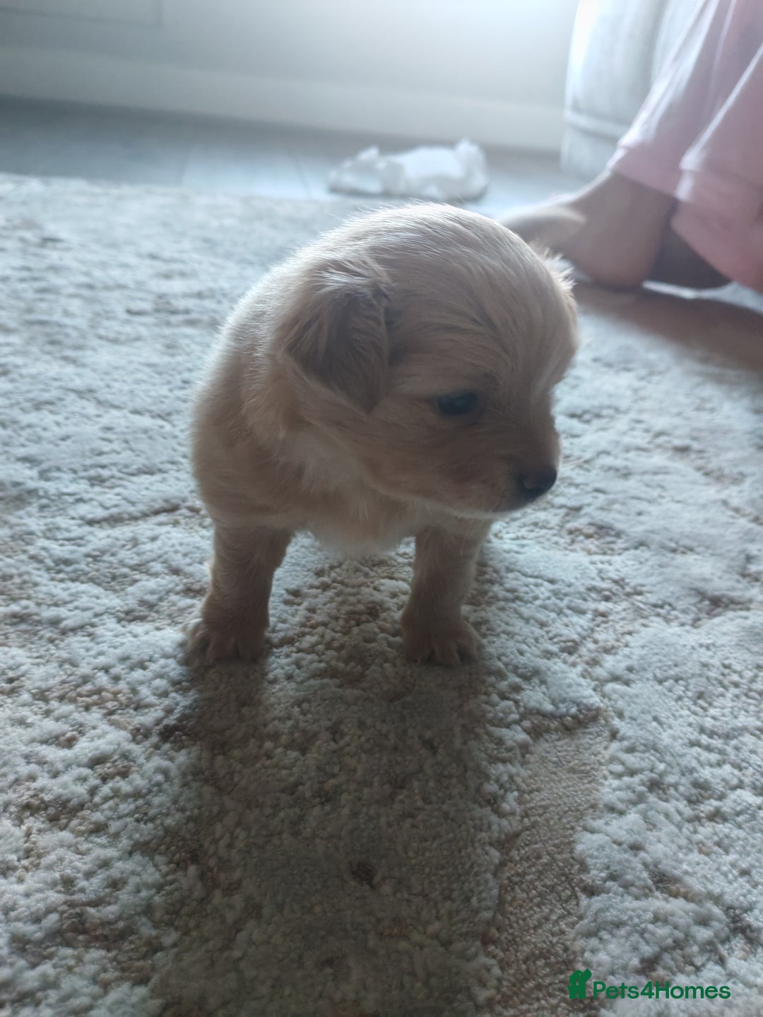 Pomchi dogs for sale: Beautiful Pomchi little girl only one in litter.   - Advert 10