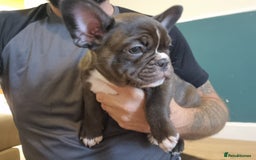 French Bulldog dogs for sale: Fench bulldogs  - Image 11