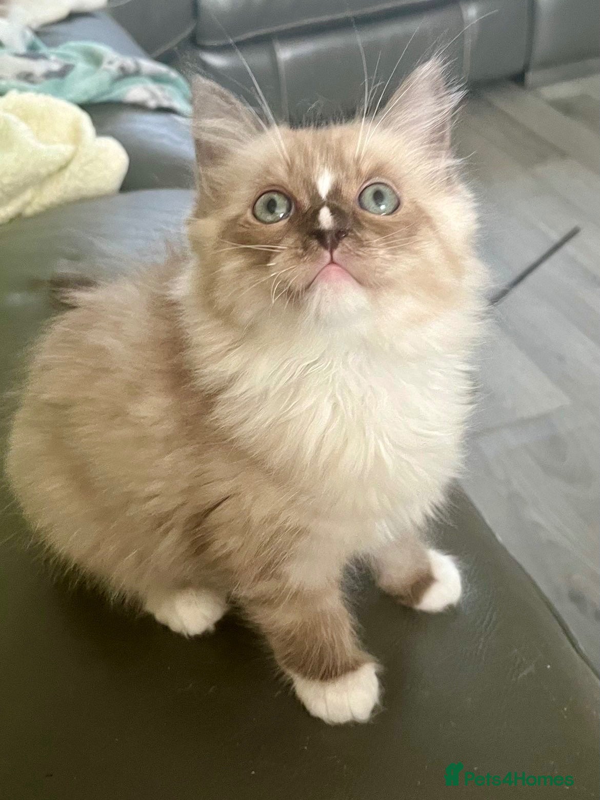 Ragdoll cats Tica cherubim ragdoll kittens - Advert 1