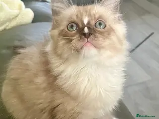 Ragdoll cats Tica cherubim ragdoll kittens - Advert 1