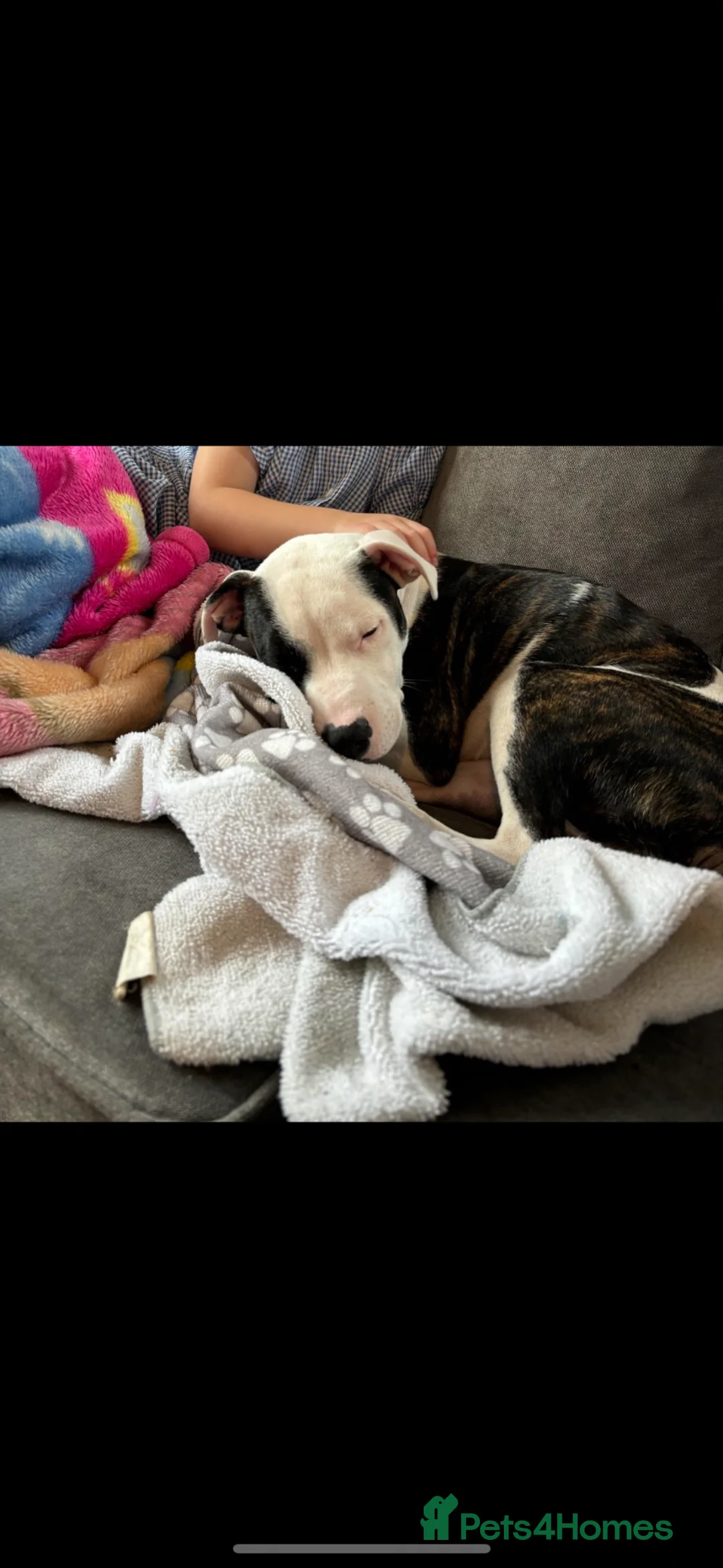 Mixed Breed dogs for sale: Loving dog to be rehomed - Advert 1