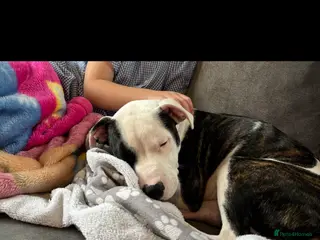 Mixed Breed dogs Loving dog to be rehomed - Advert 4