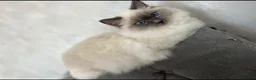 Ragdoll cats for sale: Blue eyed beautiful ragdoll male  - Advert 10