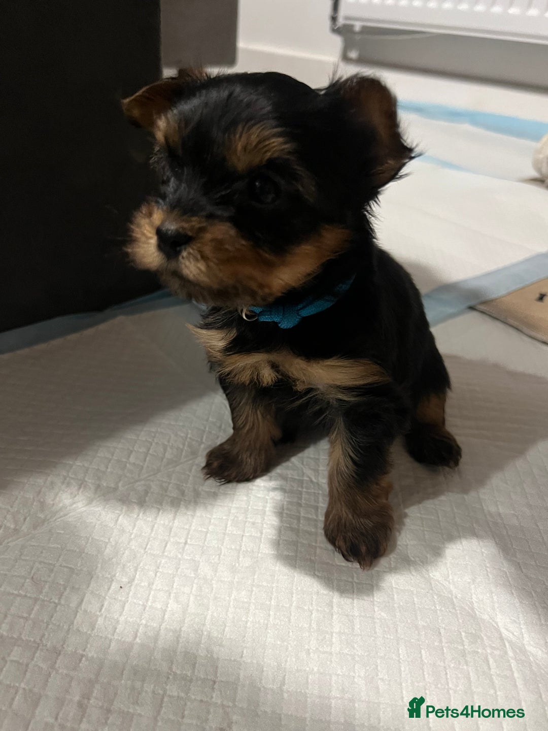 Yorkshire Terrier dogs for sale: 4 little pure breed Yorkshire terrier puppies  - Advert 4