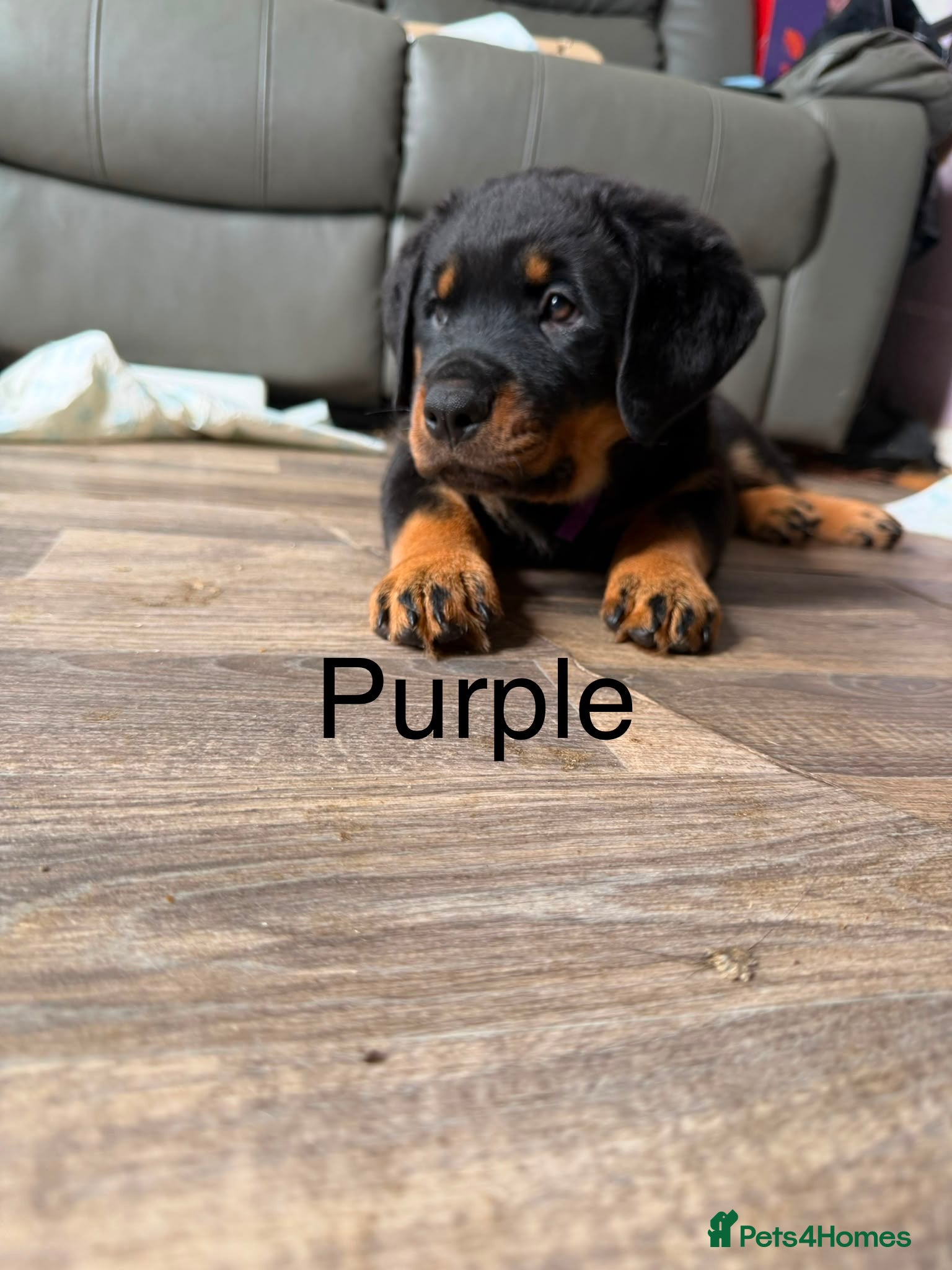 Rottweiler dogs Stunning pups 3 rare - Advert 2