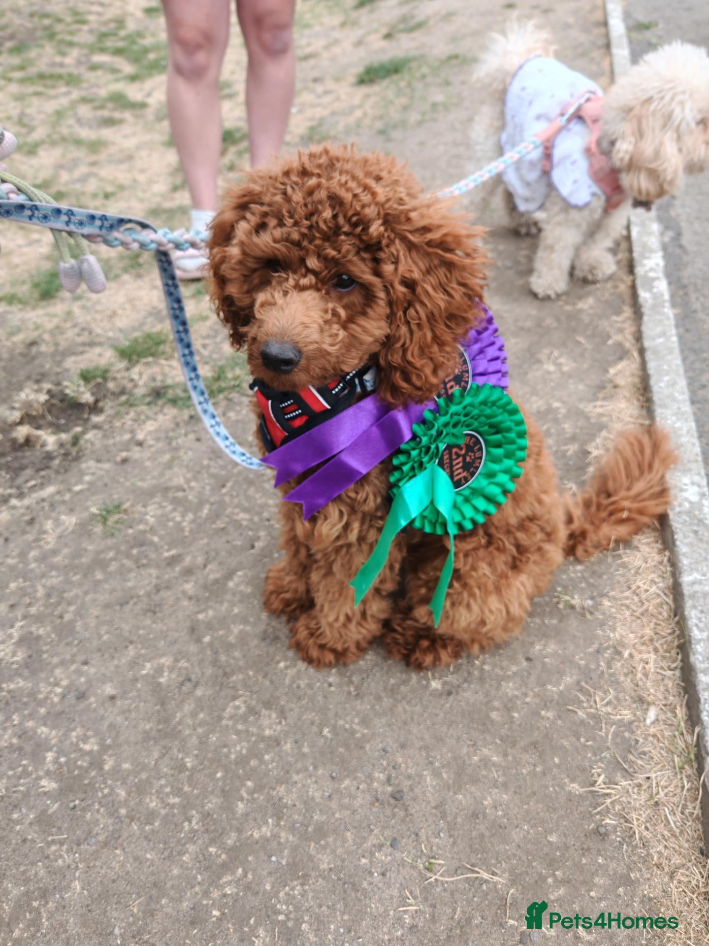 Toy Poodle dogs 7 month old red toy poodle - Advert 5