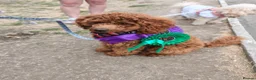 Toy Poodle dogs for sale: 7 month old red toy poodle in Skegness - Advert 1