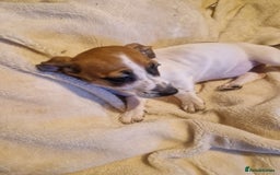 Jack Russell dogs for sale: Jack Russell mix  - Image 2