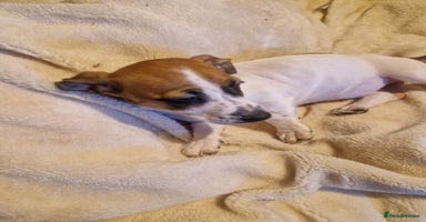 Jack Russell dogs - Advert 7