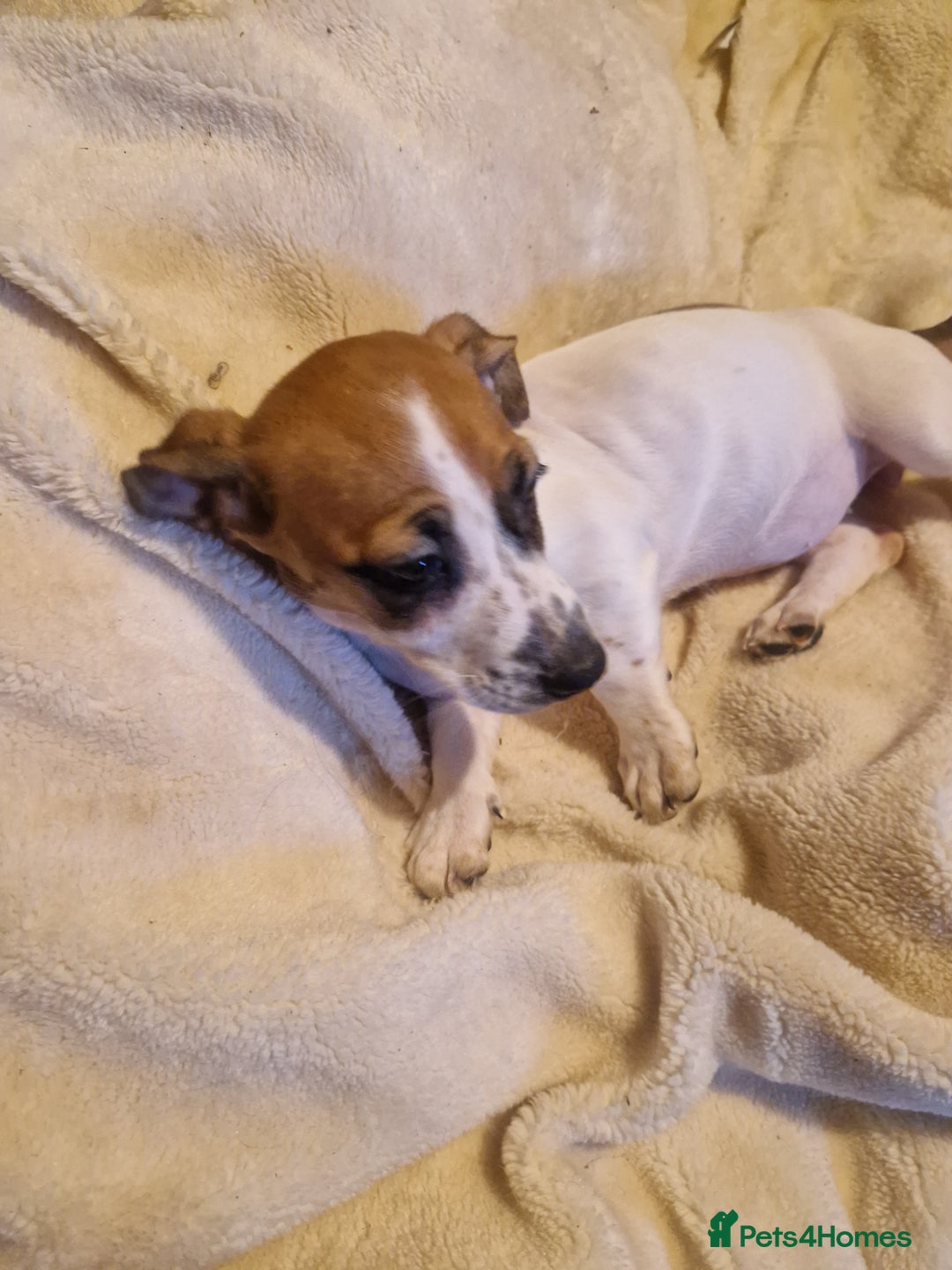 Jack Russell dogs for sale: Jack Russell mix  - Image 2