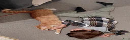 Bengal cats for sale:  Looking for a Loving Forever Home. Bengal/Calico - Advert 13
